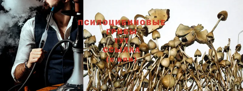 закладки  Нижний Новгород  Галлюциногенные грибы GOLDEN TEACHER 
